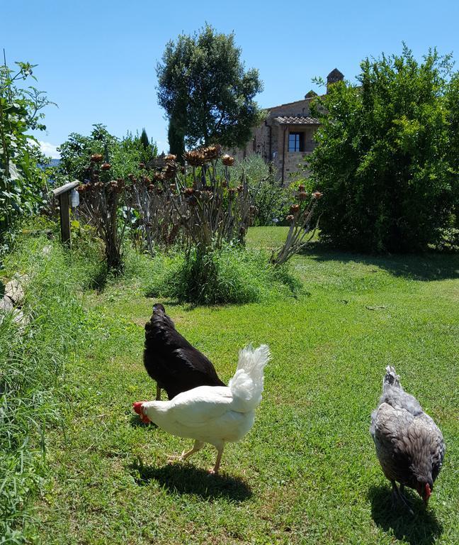 Podere Cunina Buonconvento Kültér fotó